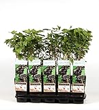 Schwarze Johannisbeere - Ribes nigrum - Ben Nevis 60-70 cm - großfrüchtig, robust