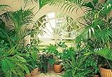 Fototapete 3D-Effekt Pflanzen Fenster Wohnzimmer Schlafzimmer | 3,66 m x 2,54 m | Grün, Weiß